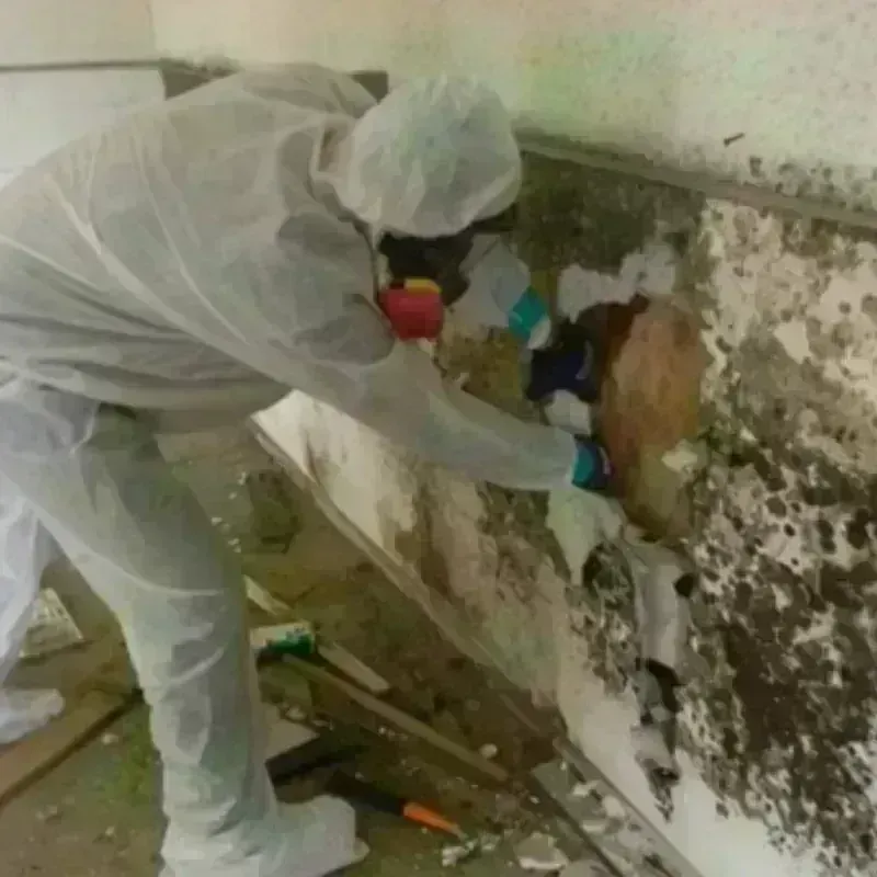 Mold Remediation and Removal in Charles Village, MD